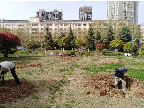 威廉希尔足球官网：四平绿化工程苗的主要批发市场