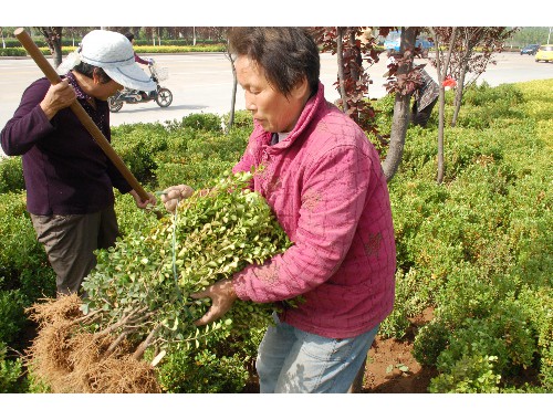 威廉希尔足球官网：文山别墅庭院绿化工程